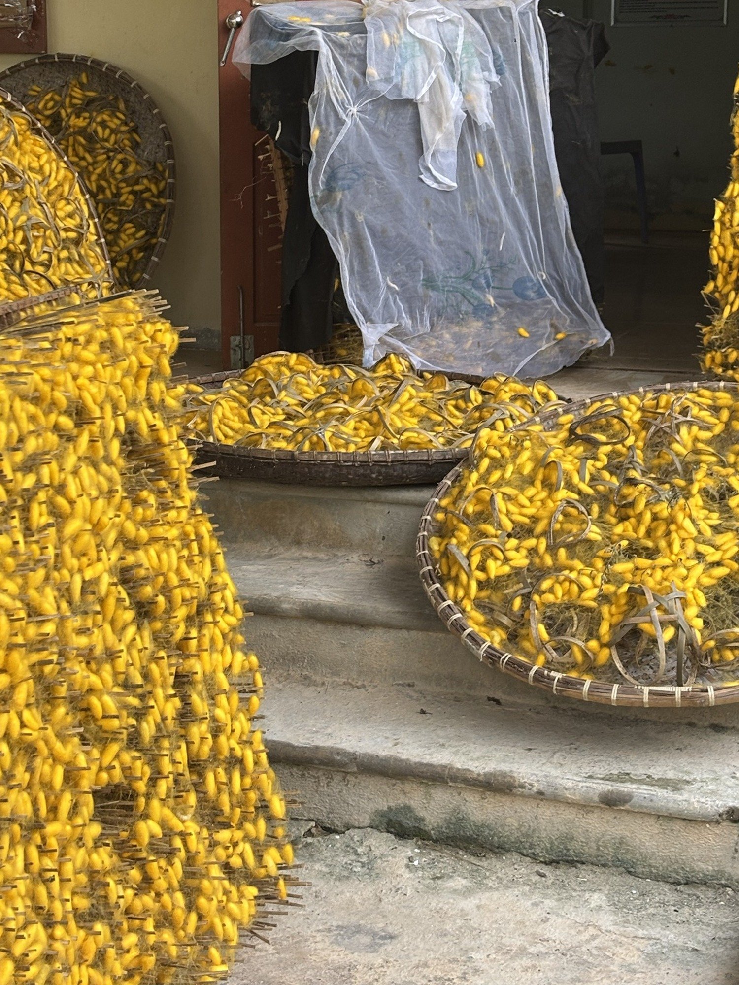 Chôm mâng — yellow silk cocoons drying in baskets in Hoa Tiến