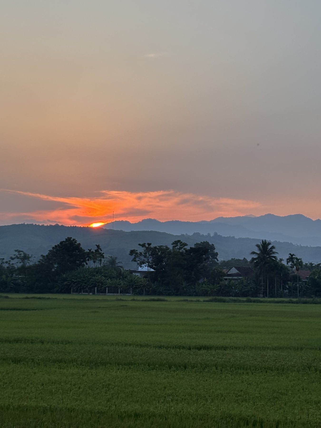 Rice fields at sunset below low mountains around Hoa Tiến, Nghệ An