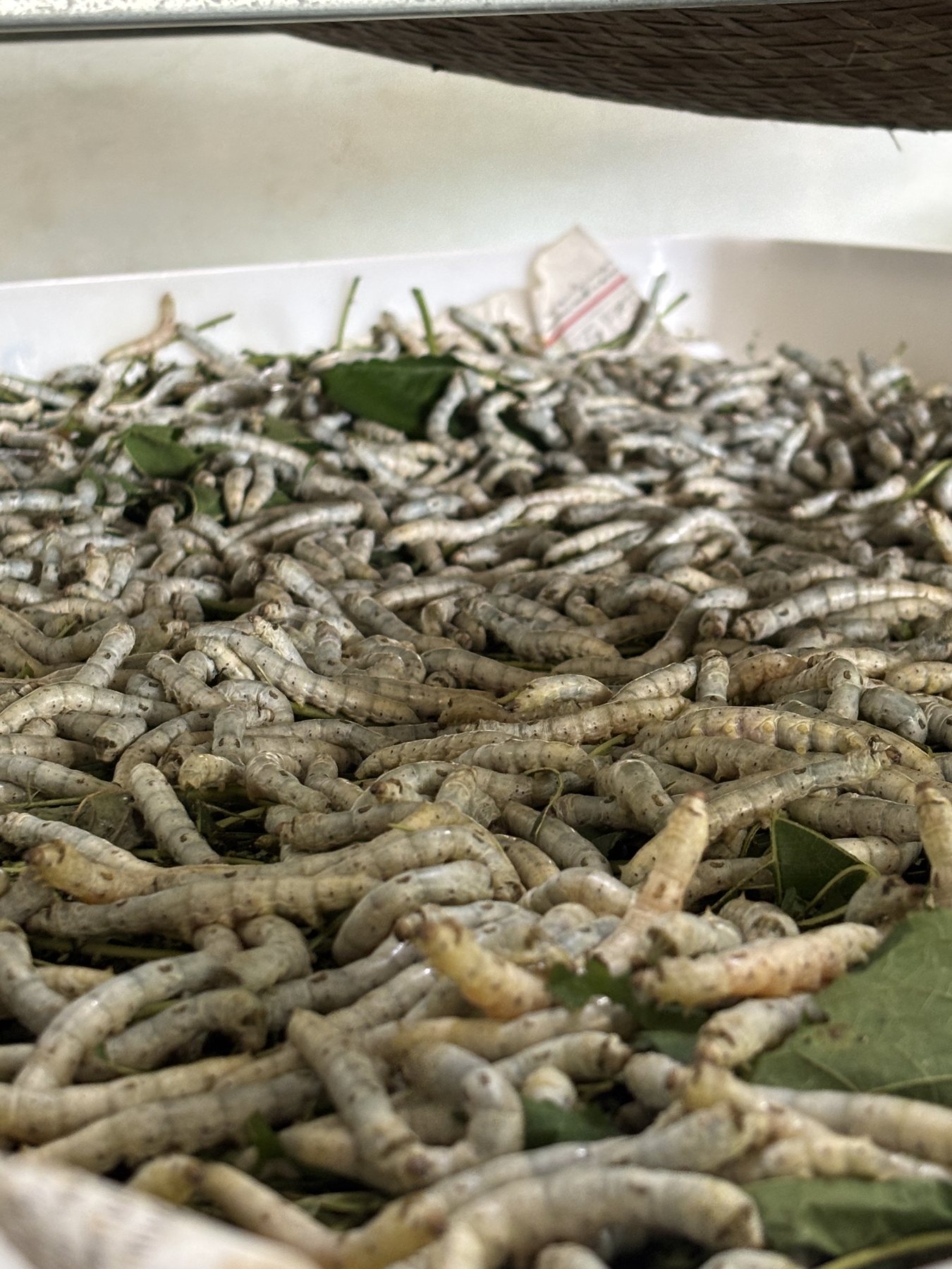 A close view of silkworms feeding on mulberry leaves