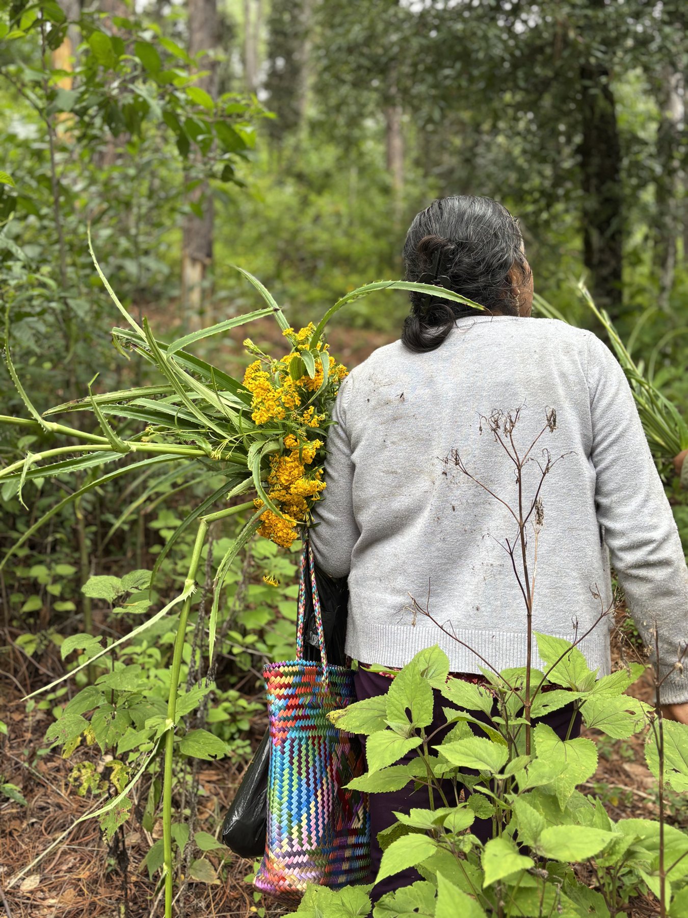 A woman walking into the forest carrying an armful of yellow-flowered plants